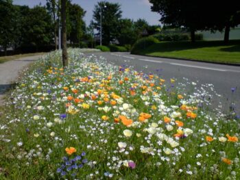 Semence fleurs sauvages ornementales