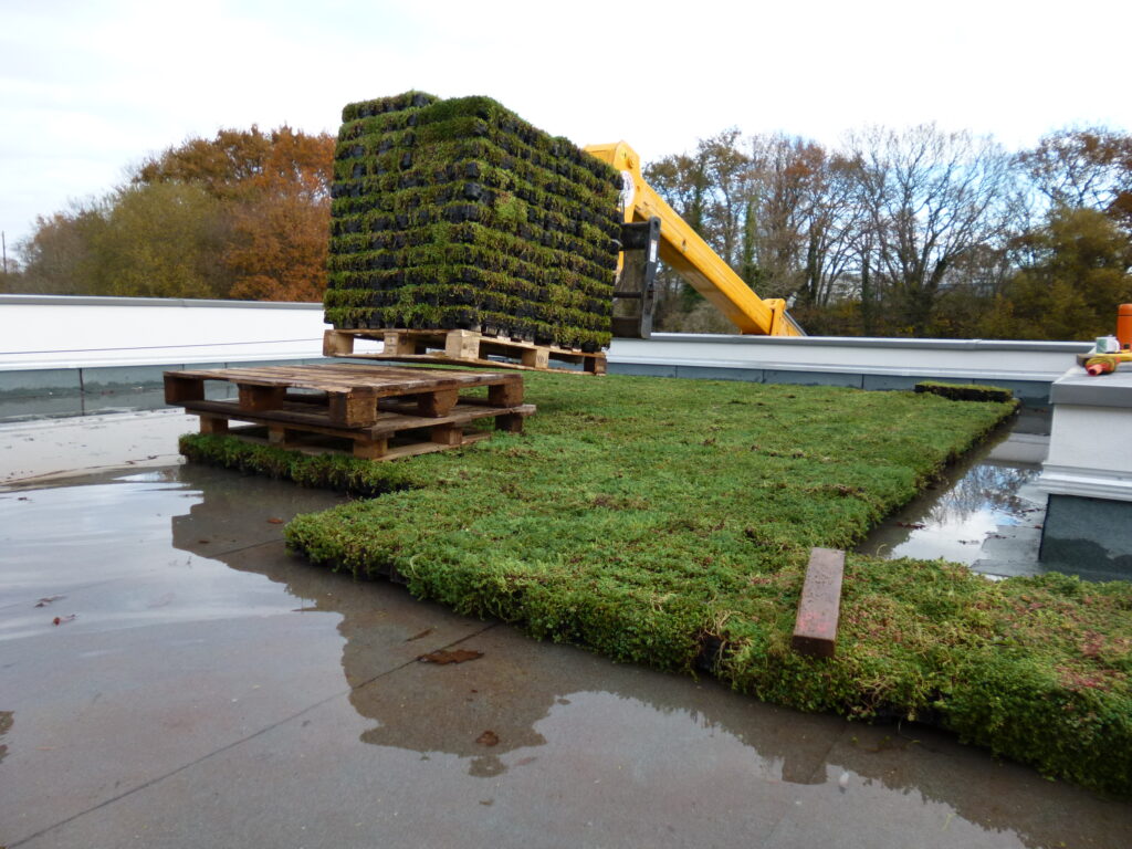 POSE EN BACS PRÉ-CULTIVÉS - Liaison Végétale - Toiture végétale - Morbihan 56