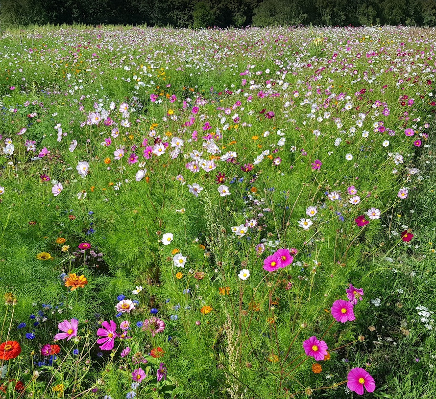 Apport de biodiversité Bretagne avec les mélanges fleuris mellifères, les jachères fleuries