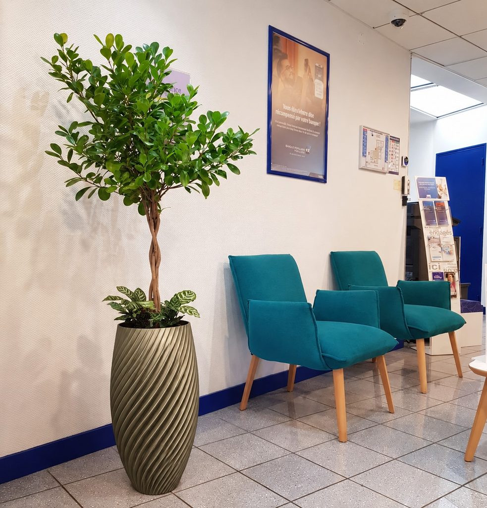 Aménagement végétal avec plantes vertes Espace accueil attente client Banque populaire Plouay avec pot design spirilus made in france et Ficus "moclave"